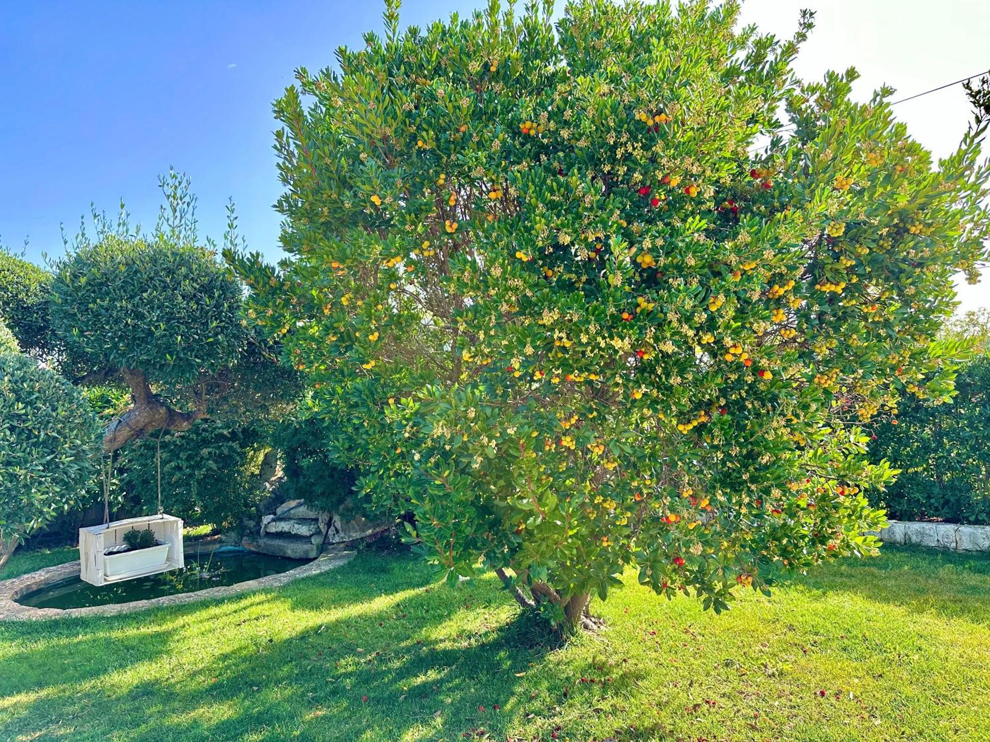 Trulli Fenice Alberobello Rum bild